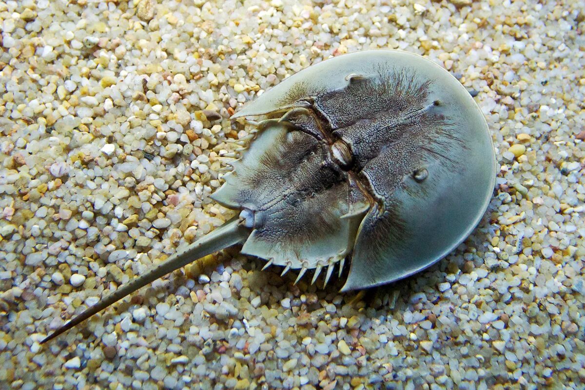 Кровь краба. Мечехвост Limulus Polyphemus. Трилобит мечехвост. Мечехвост Ордовик. Мечехвост и Щитень.