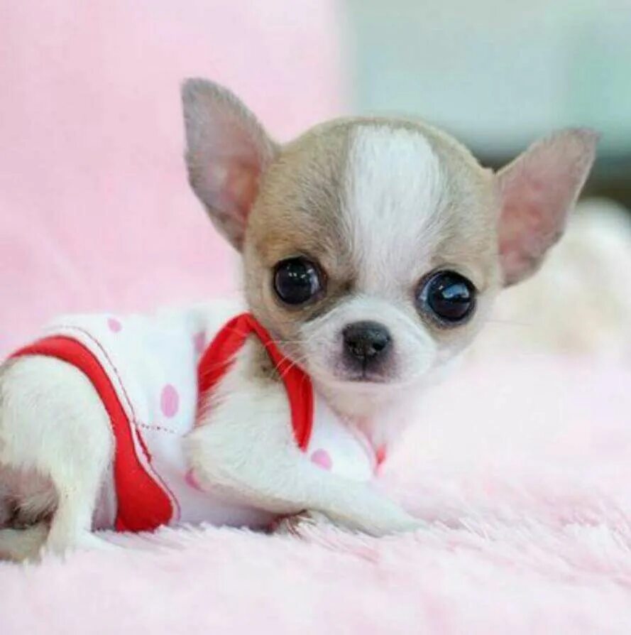 Chihuahua Dog Breed Information and Pictures - Petguide Chihuahua breeds, Chihua