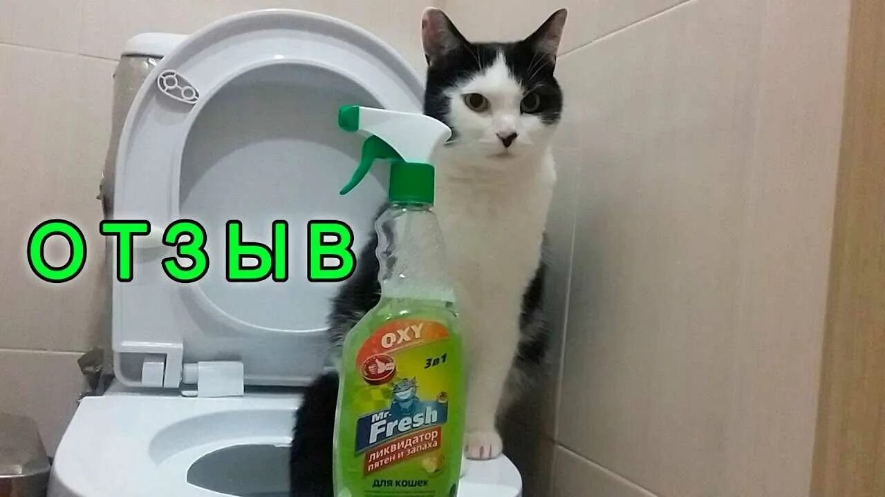 Почему коты начинают гадить где попало. Отучить кота гадить. как отучить кошку гадить. отучить от туалета кота. отучить кошку гадить в неположенном месте.