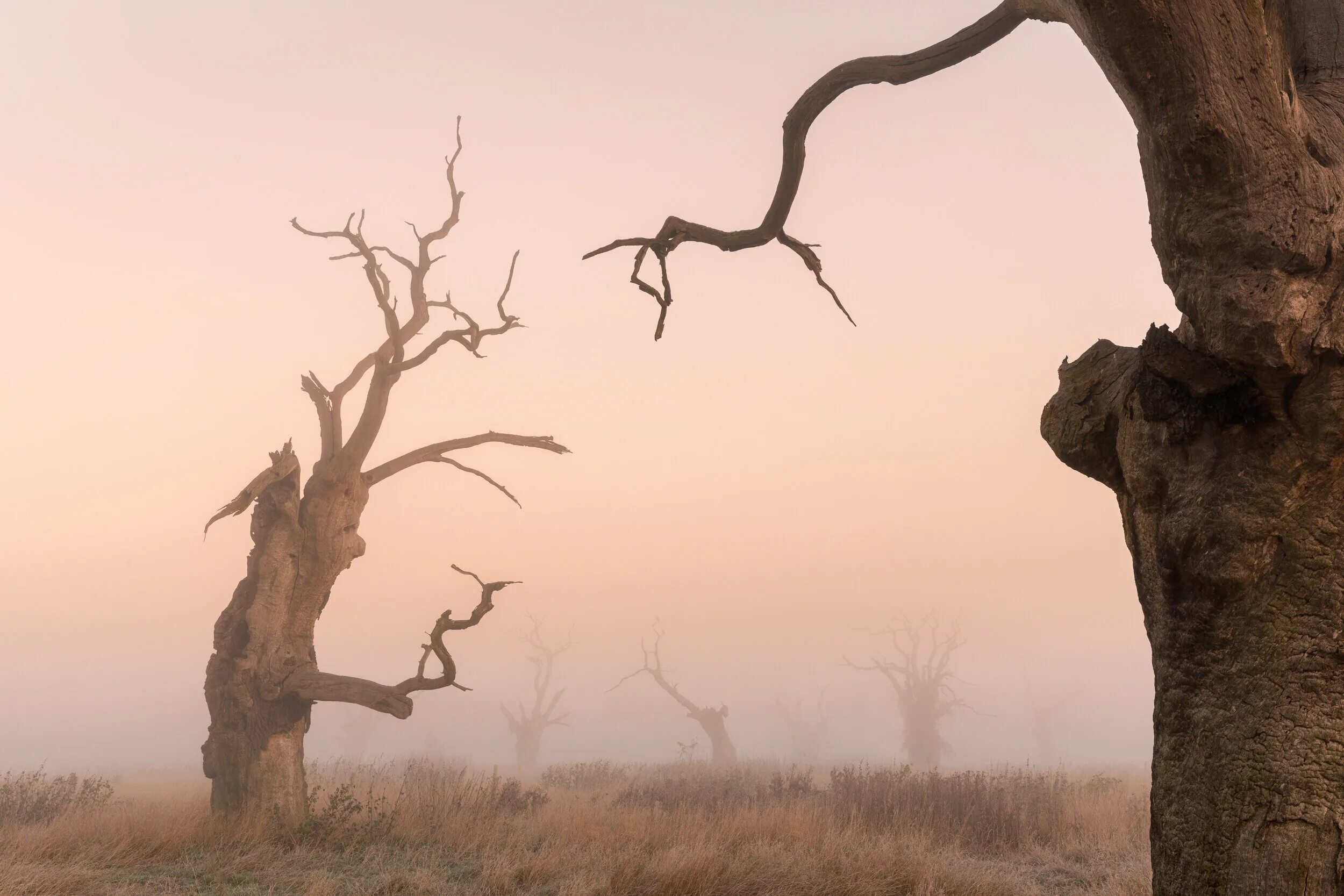 Justin Minns фотограф. Мудрый дуб дед инсайд. They like trees