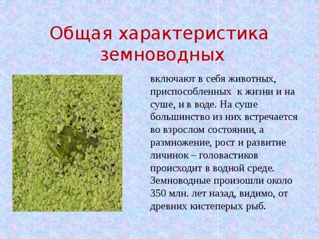 Хвостатые земноводные представители. Амфибии строение лягушки. Таблица характеристика отряда бесхвостые хвостатые безногие. Класс амфибии общая характеристика. Название представителей земноводных.