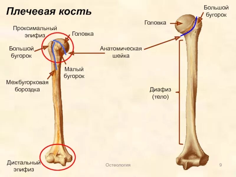 Образования проксимального эпифиза плечевой кости. Строение проксимального эпифиза плечевой кости. Плечевая кость дистальный эпифиз. Анатомические структуры проксимального эпифиза плечевой кости:.