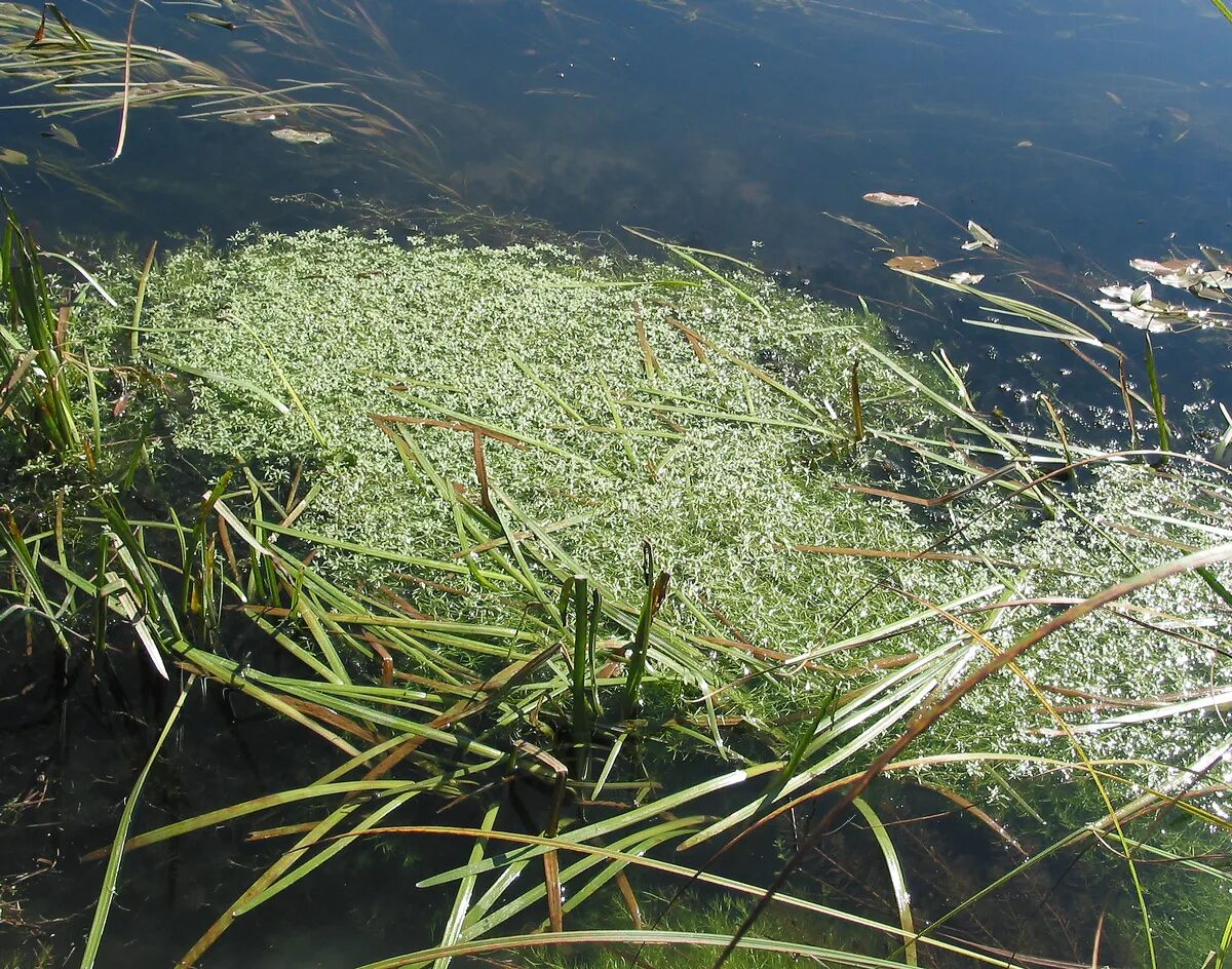 Болотная болезнь. Болотник болотный. Болотник болотный (Callitriche palustris l.). Водяная Звездочка, болотник (Callitriche palustris). Ситняг болотный.