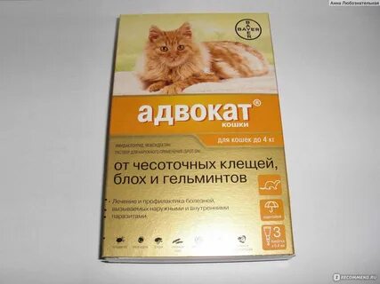 Самое эффективное средство от блох для кошек