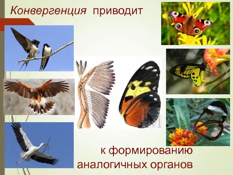 Конвергенция аналогичные органы. Конвергенция примеры. Бабочка и птица конвергенция. Конвергенция это в биологии.