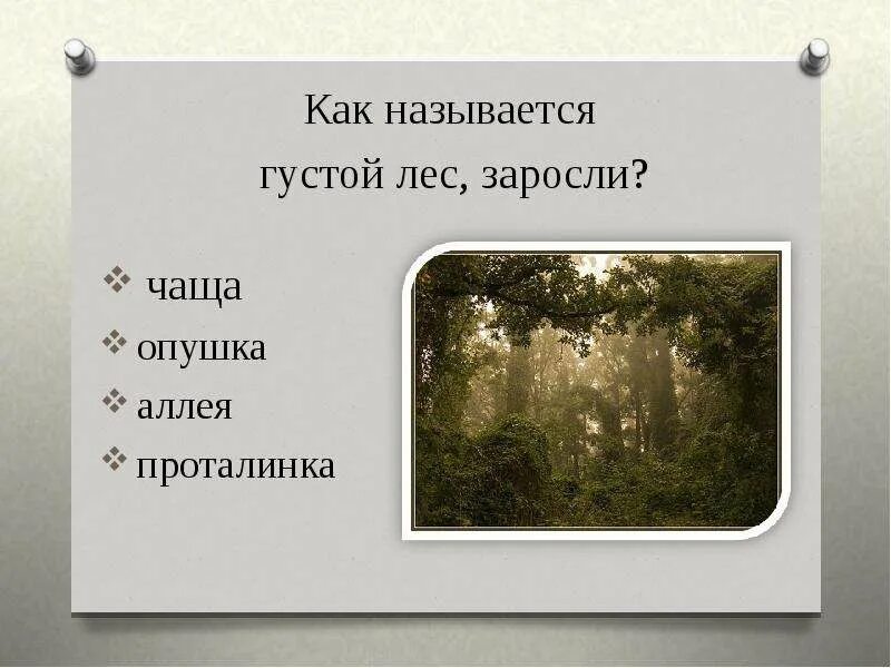 Названия леса и зарослей. Как называется густой лес. Как правильно написать опушки. Лесные слова опушка. В лесной гуще текст