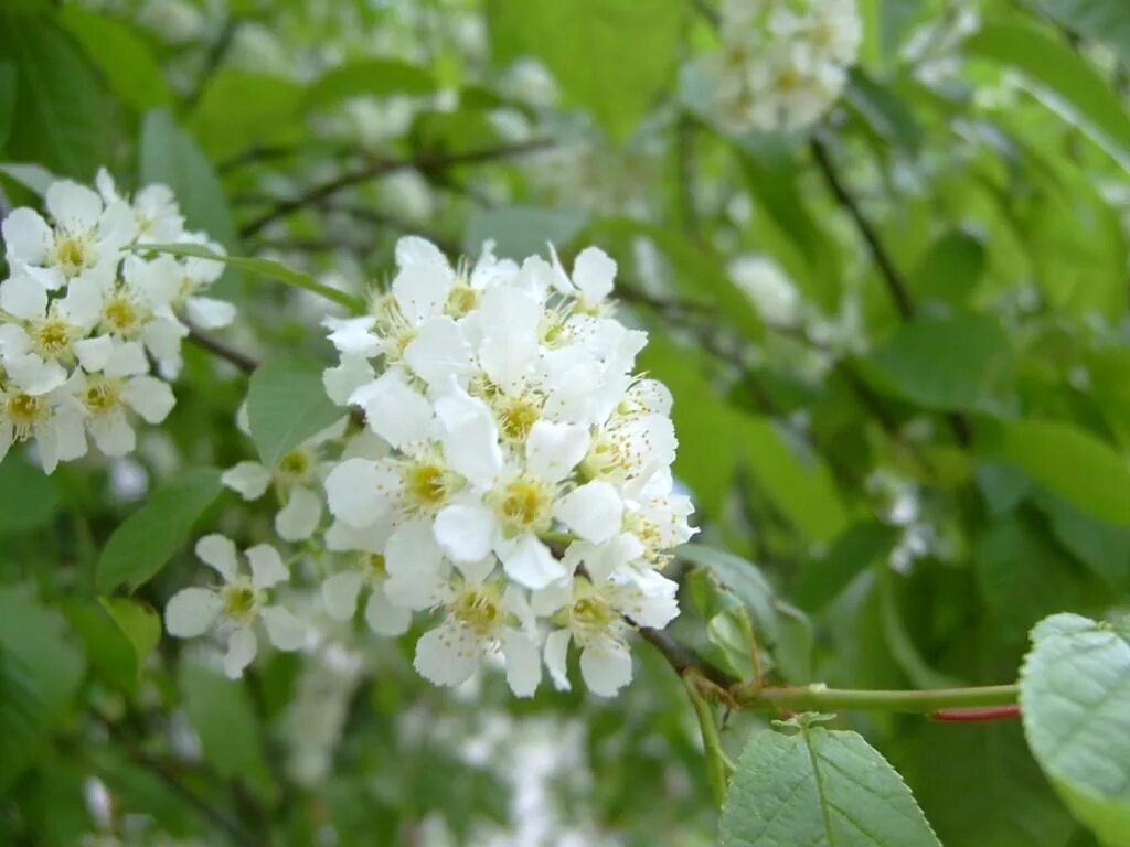 шелковица белая. шелковица белая цветет. шелковица цветение. шелковица белая цветение. как цветет шелковица.