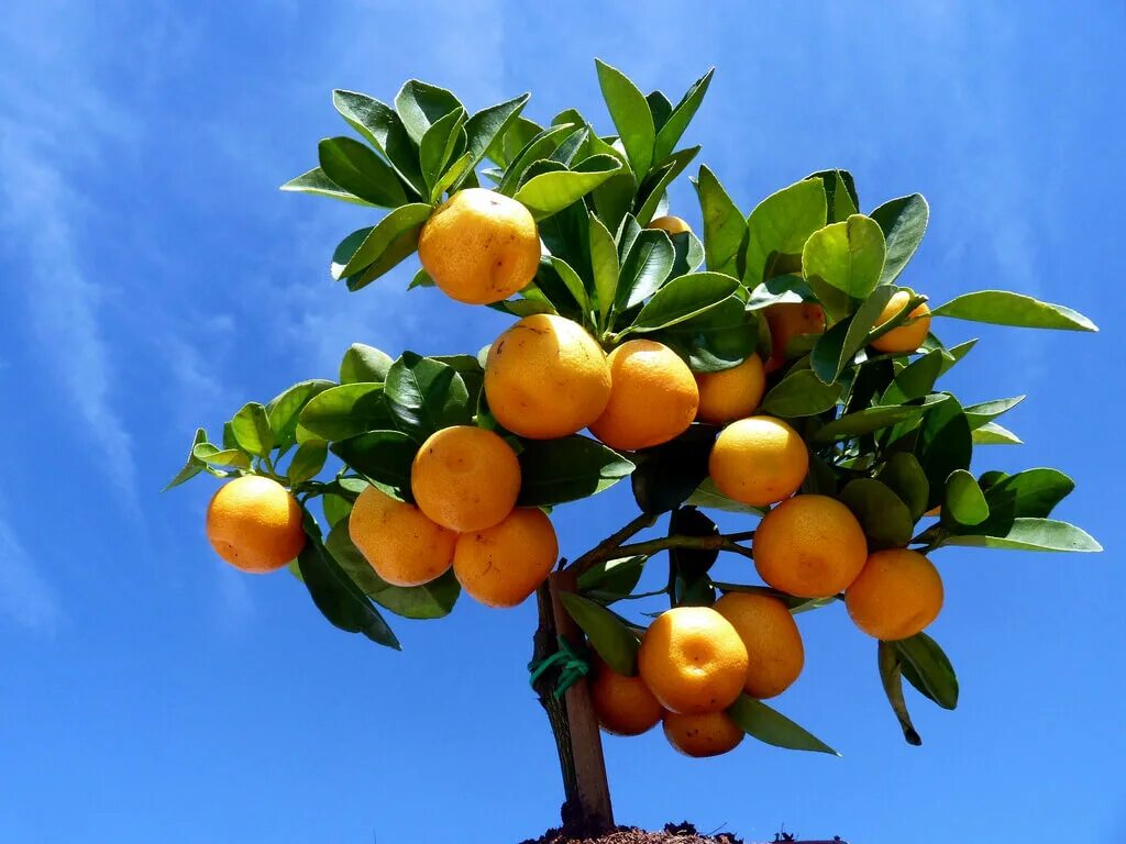 На дереве висят мандарины сначала. Каламондин фрукт. Дерево плодовое каламондин. Мандарин дарахти. Цитрус мандарин.