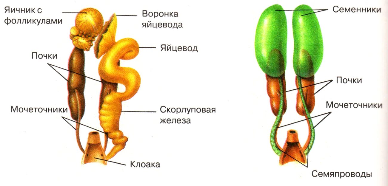 Почки ящерицы. Выделительная система рептилий. Выдилительнаясистема пресмыкающихся. Почки рептилий. Строение выделительной системы пресмыкающиеся.