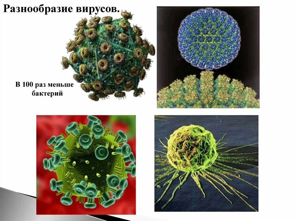 Разнообразие вирусов. Многообразие строения вирусов. Разнообразие форм вирусов. Разнообразие вирусов и бактерий.