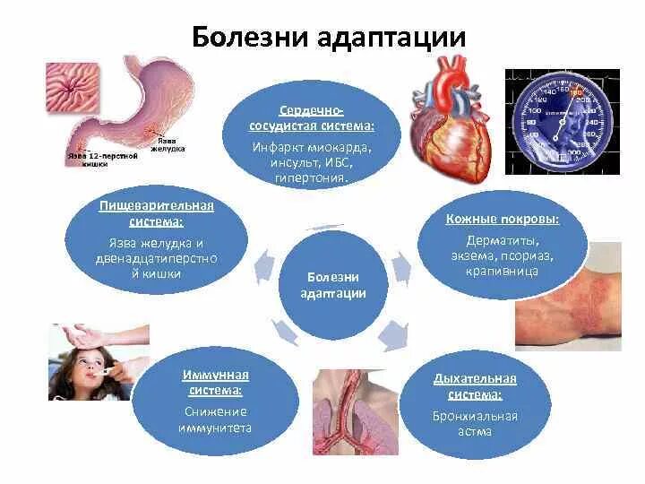 Микробиота и пробиотики. Иммунная система кишечника. Кишечник и иммунитет иммунитет взаимосвязь. Иммунитет желудка. Иммунитет защита организма.