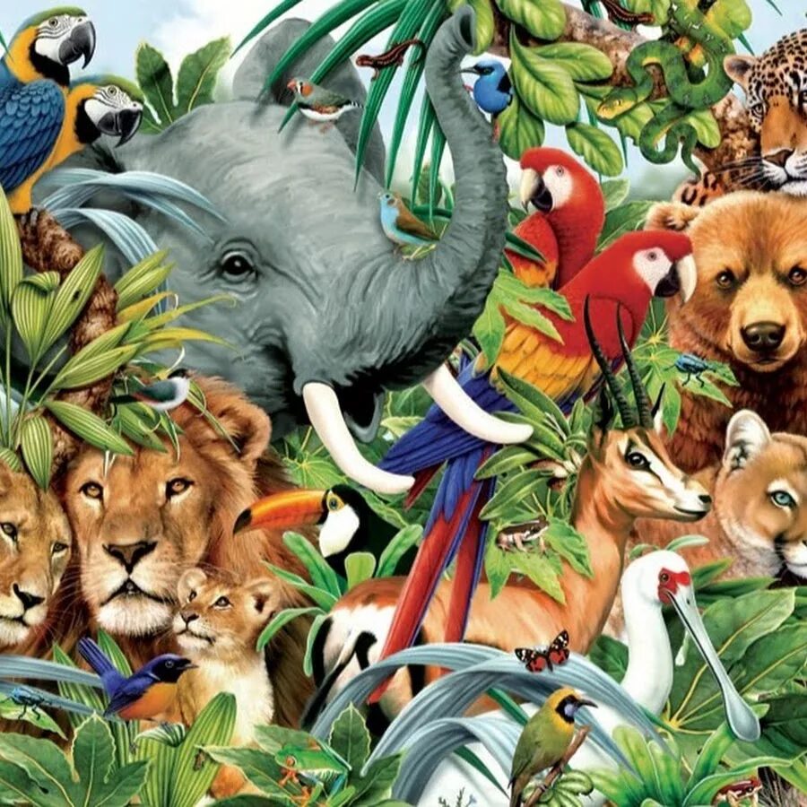 Много животных. Множество животных. Животные джунглей. Животный мир планеты.
