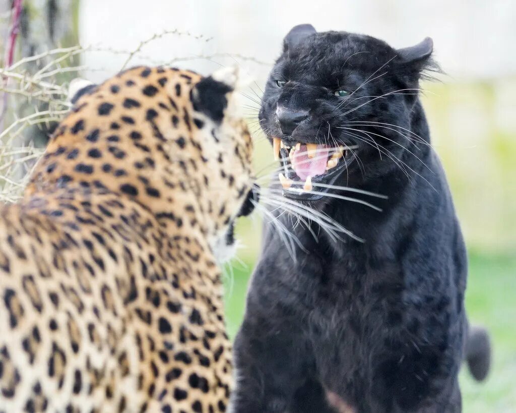 Леопард меланист. Леопард ягуар пантера. Тигр леопард гепард ягуар. Гепард леопард ягуар пума пантера. Леопард ягуар пантера.