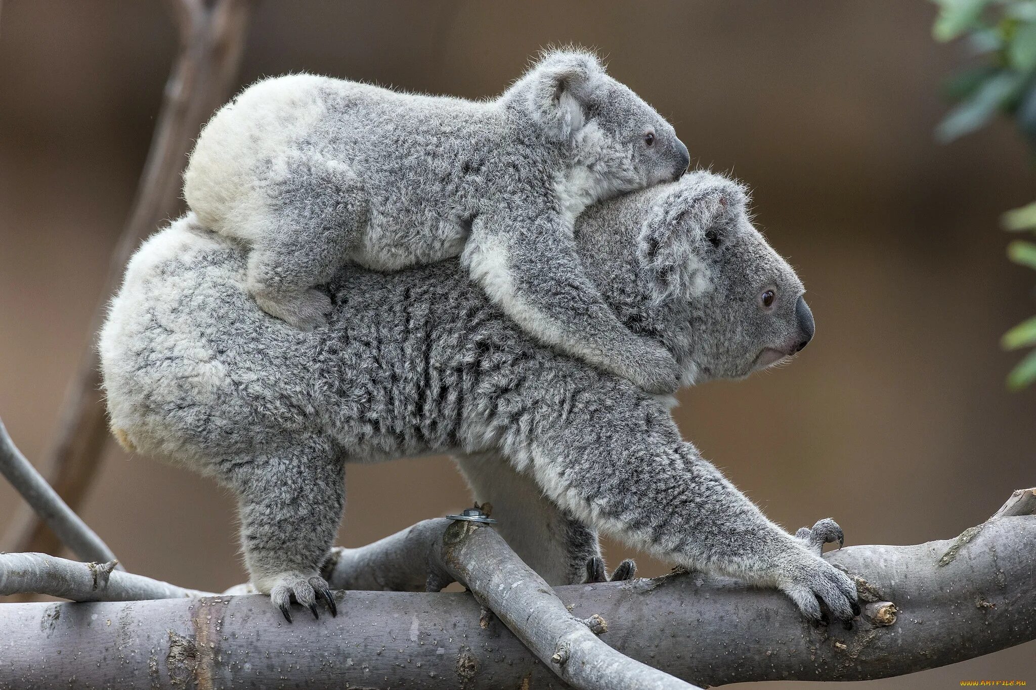 Perfect animals