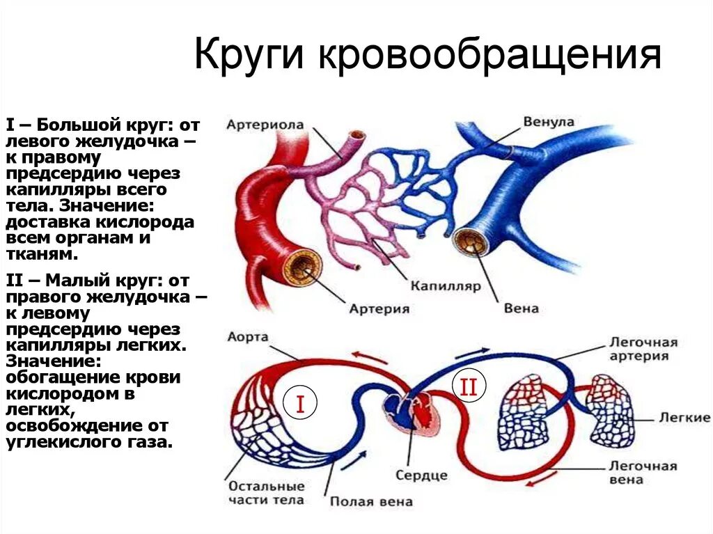 В легкие млекопитающих поступает кровь. Схема большого и малого круга кровообращения у животных. Круги кровообращения животных кратко. Малый круг кровообращения животного. Малый круг кровообращения КРС схема.