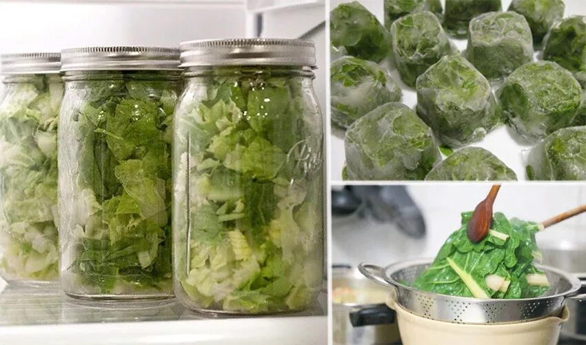 Сколько хранить салат в холодильнике. Заморозка салата листового. Заморозка салатных листьев на зиму. Сельдерей заготовка на зиму. Салатные листья на зиму.