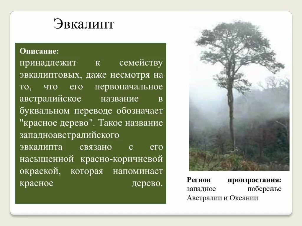 эвкалипт высота дерева. эвкалипт родина растения. где растет эвкалипт. растения австралии эвкалипт. эвкалипт описание растения.