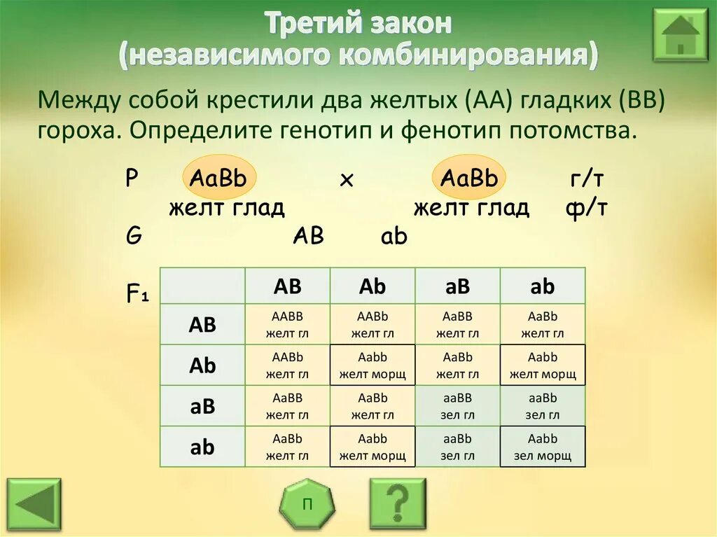 AABB генотип. Решение генетических задач. Задачи на генетику. Алгоритм решения генетических задач.