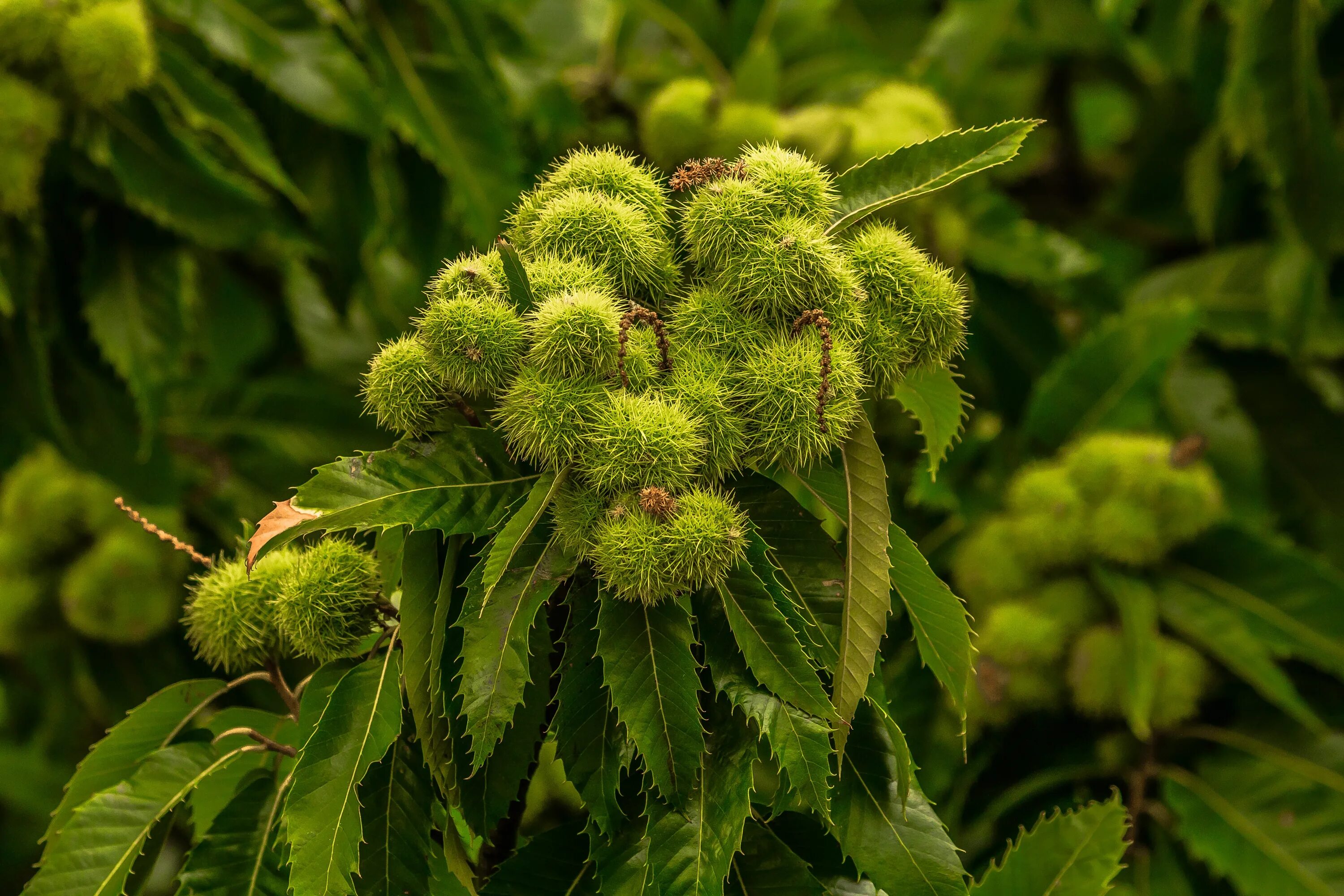 Каштан хвойное. Каштановое дерево. Каштан конский городчатый. Castanea Sativa соцветие. Каштан городчатый плоды.