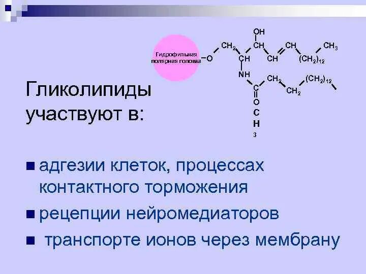 Гликолипиды функции. Гликолипиды структура и функции. гликолипиды строение. гликолипиды строение и функции.