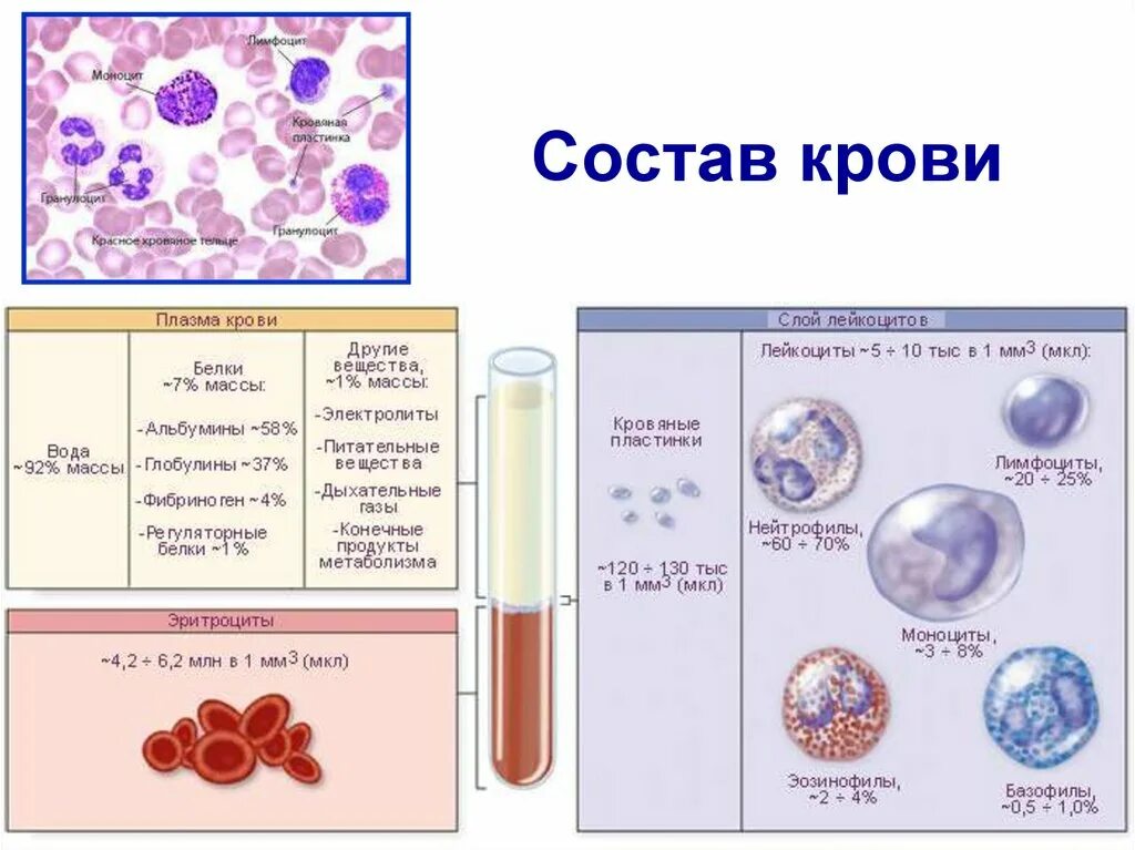 В плазме содержится