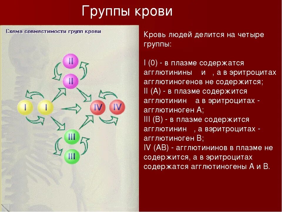 Форум групп крови. Кровеносная система группы крови. Плазма крови делится на группы. Группы крови и состав крови. Состав групп крови.