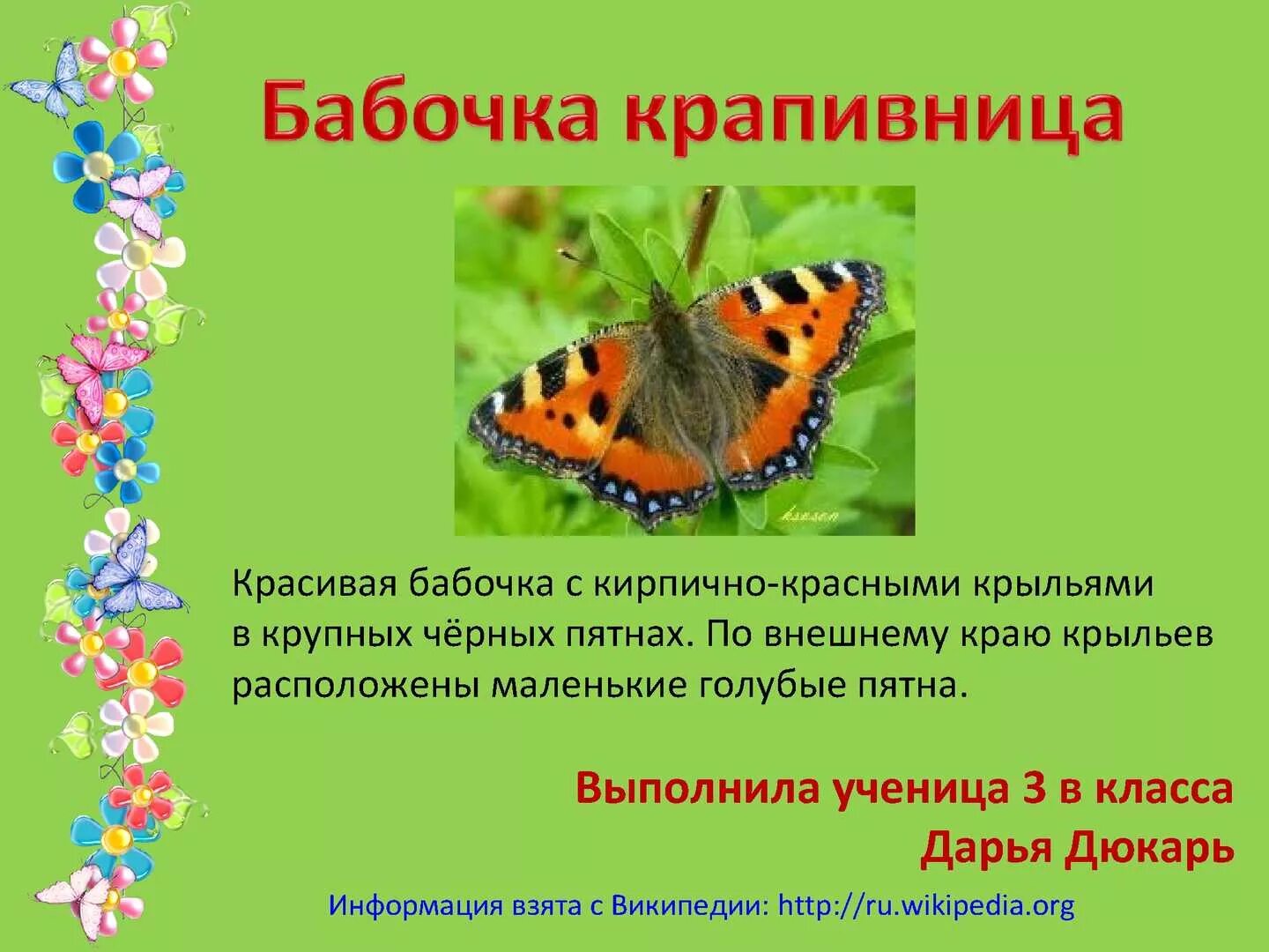 Какую среду обитания освоила крапивница ответ. Бабочка Шоколадница-крапивница. Сведения о бабочке крапивнице. Бабочка крапивница описание. Бабочка крапивница рассказ.