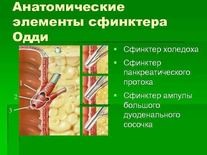 Фатеров сосочек и сфинктер Одди. Поджелудочная железа сфинктер Одди. Сфинктер расположение