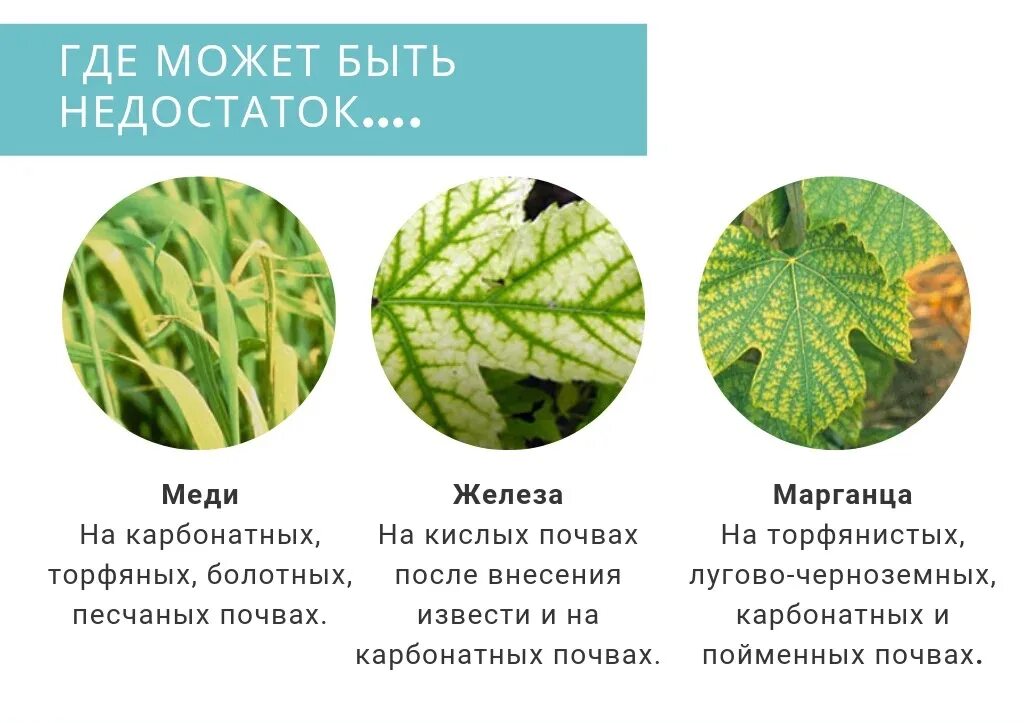 Нехватка микроэлементов по листу. Недостаток микроэлементов у растений. недостаток микроэлементов e hfcntybq. недостаток микроэлементов по листьям. нехватка микроэлементов у растений по листьям.