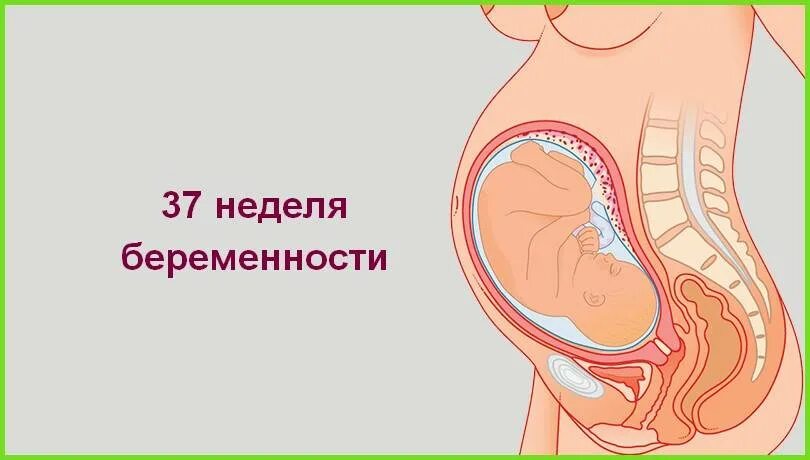 37 неделя беременности что происходит с малышом. Расположение ребенка на 38 неделе. расположение ребенка на 36 неделе беременности. ребенок в животе 37 недель.