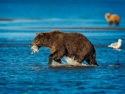 Bears eat fish