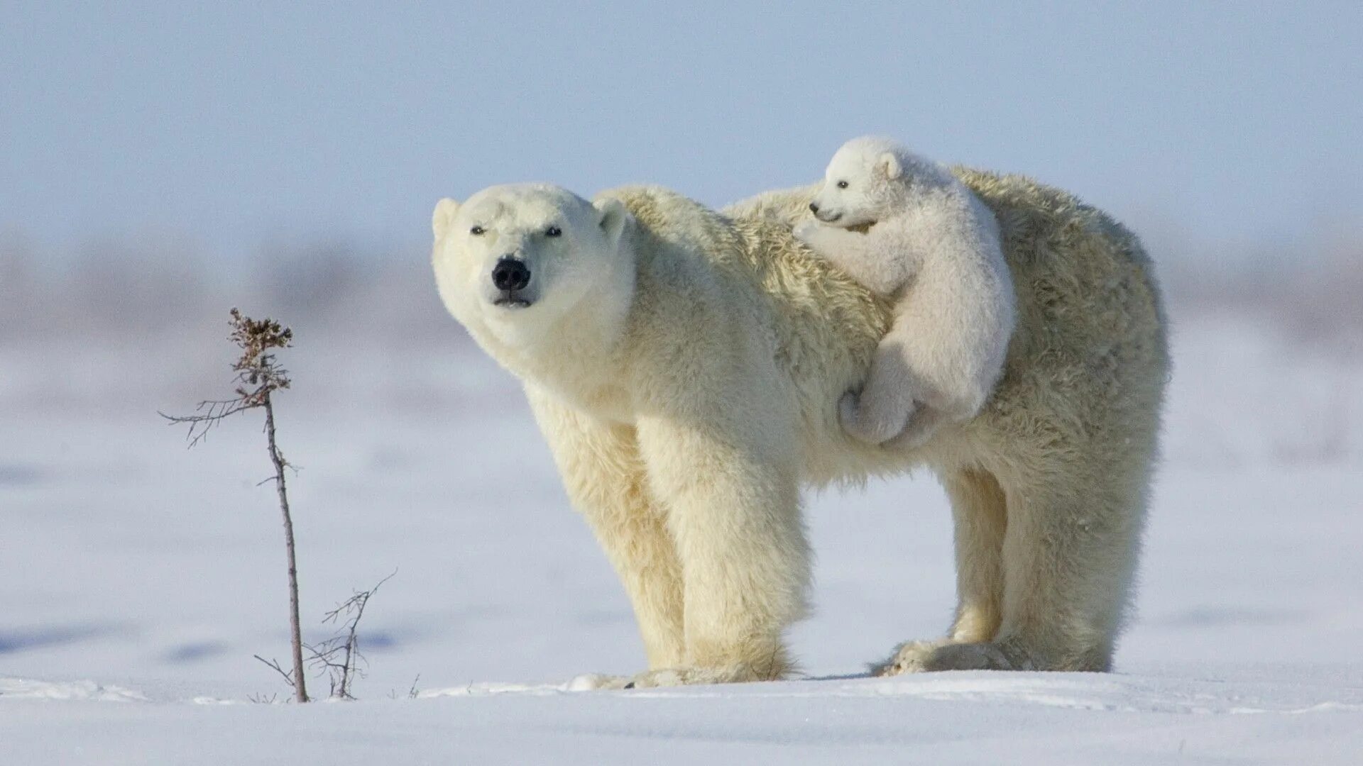 Белый медведь в Северной Америке. Белый медведь хозяин Арктики. Медвежьи патрули для белого медведя. Полярный медведь в тундре. Дикая природа белого медведя
