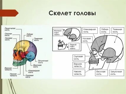 Название костей скелета головы