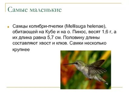 Колибри текст