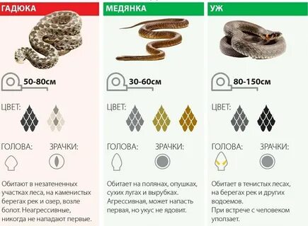 Как отличить гадюку от ужа и медянки