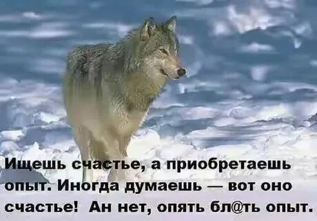 Счастье не думаю