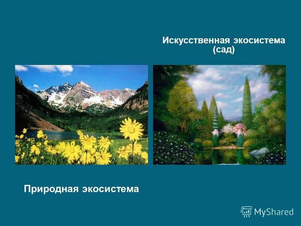 виды естественных экосистем. естественные экосистемы презентация. что такое эко системка. естественные природные экосистемы. естественные природные экосистемы.