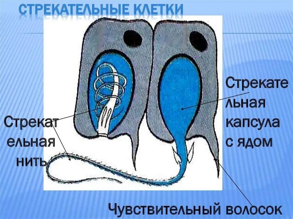 Стрекательная клетка состоит из. Строение стрекательной клетки гидры. Стрекательные клетки кишечнополостных. Схема строения стрекательной клетки. Строение стрекательной клетки кишечнополостных.