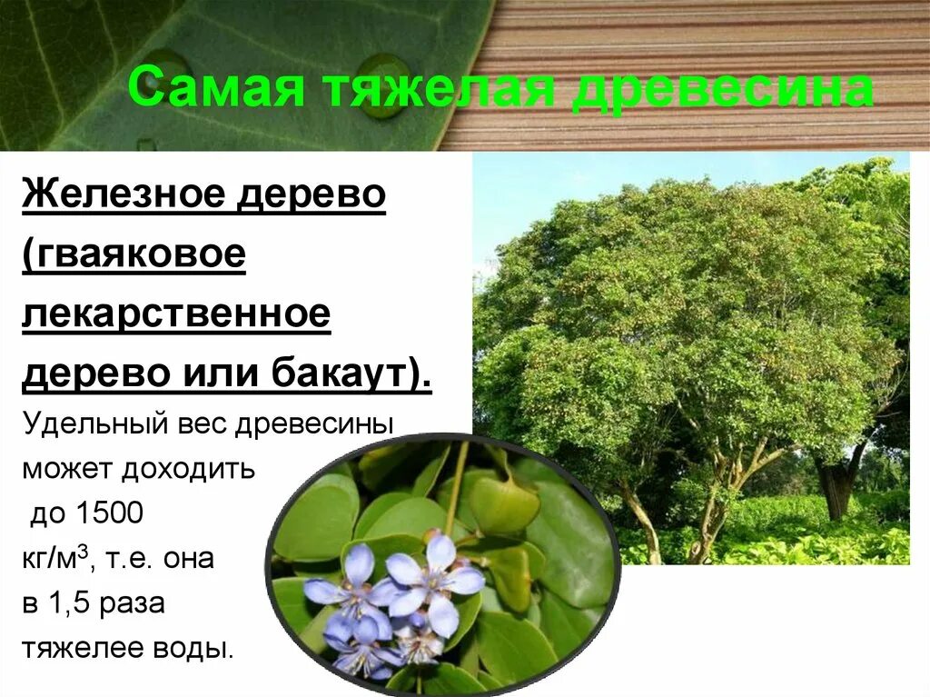 Плотность железного дерева