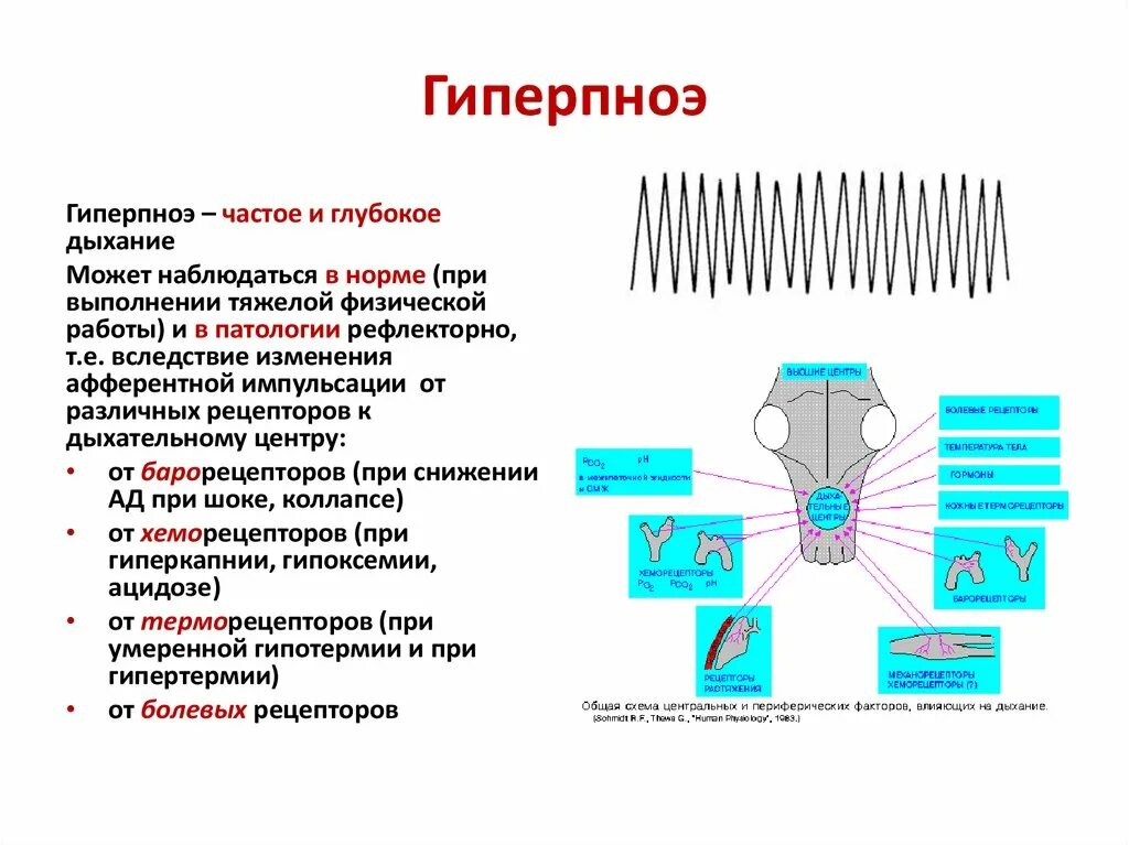 Гиперпноэ. Причины гиперпноэ. Гиперпноэ механизм возникновения. Гиперпноэ это физиология. Частое дыхание после