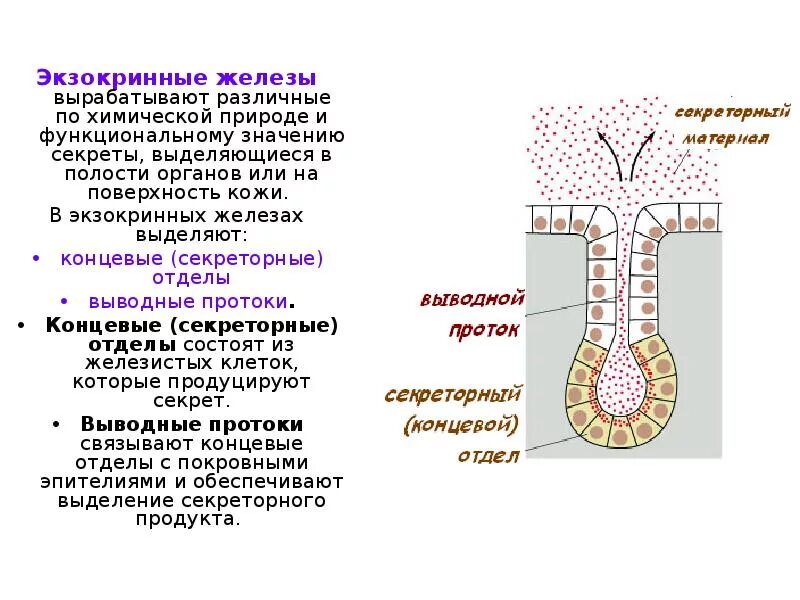 Экзокринные железы классификация по строению. Железистый экзокринный функции. Экзокринная часть химические вещества. Экзокринные железы белковые.