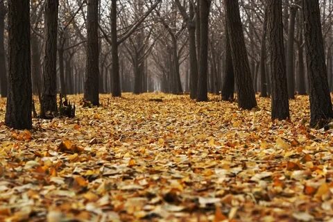 Какие облетают деревья