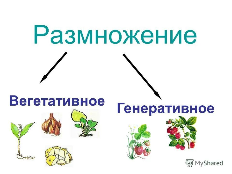 Цветок орган генеративного размножения растений