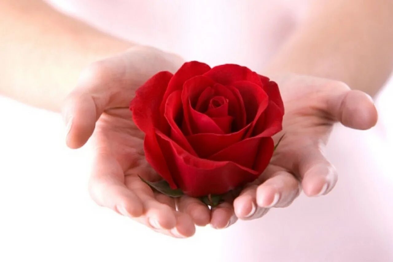 Подарю тебе розу слова. Цветы в ладонях. Красивые цветы в руках. Цветок на руку..