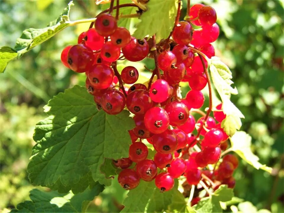 Смородина красная "красная кузьмина" (2-4 ветки). Красная смородина это цитрус или нет. Красная смородина ленинград. Смородино-крыжовниковый гибрид йошта. Красная смородина ленинград.