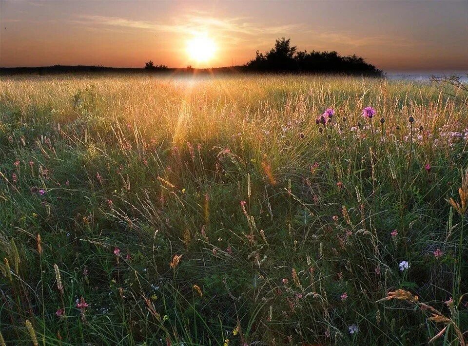 Позднее лето. Позднее лето август. Луговые травы ночью. Позднее лето картинки. Лето было поздним