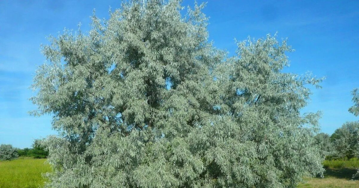 Серебристый фото. Кустарник лоха серебристого. Лох узколистный кустарник. Лоховник серебристый. Лох серебристый.