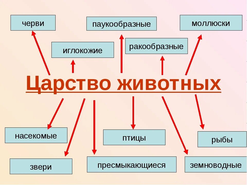 Человек как представитель царства животных реализует. В царстве животных. Представители царства животные. На что делится царство животных. Царство животных 5 класс.