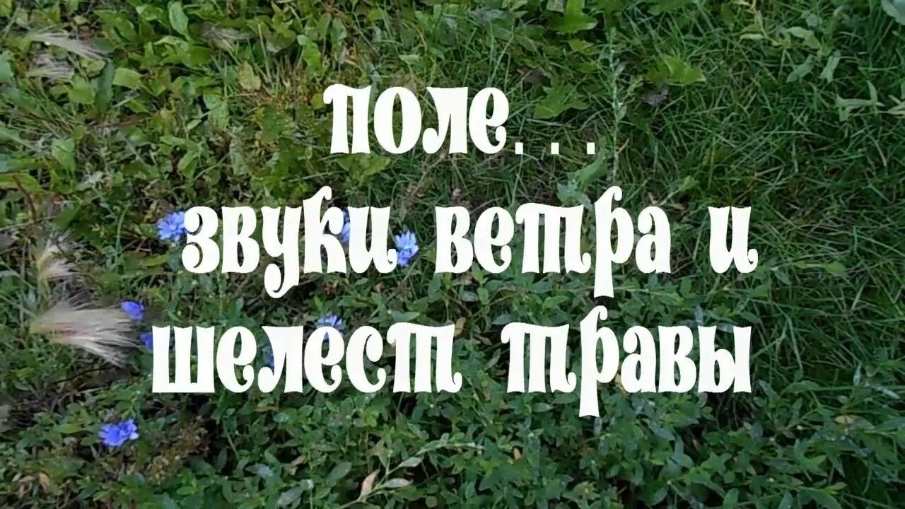 Шелест травы. Шелест травы. Шелестит трава. Какие звуки природы можно услышать в лесу. Трава на ветру.