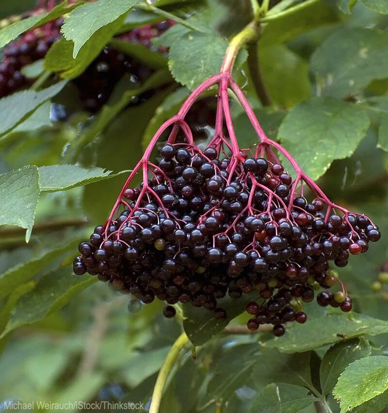 Бузина чёрная съедобная. Elderberry Бузина. Бузина ягода съедобная. Бузина красная съедобная. Бузина съедобная